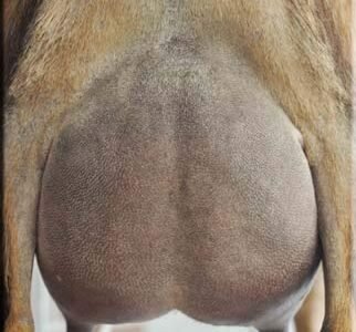 Old Mountain Farm Oliv A Suddn 2F PC: A Little Funny Farm