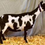 Better Wayz Carabear