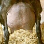 Better Wayz Carabear Udder