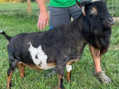 Kyeema Ridge Hurricane +B VEE 90 PC: India Blue Farm Kyeema Ridge Hurricane +B VEE 90 PC: India Blue Farm