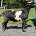 Goats@Grace Hill M Shaak Ti
