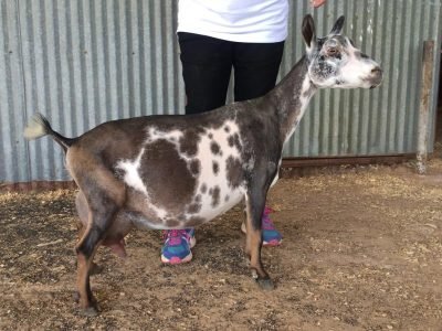 Lady-Diana pc Buffalo Clover SG Buffalo Clover Lady Diana 2*M VEVV 88 pc: Buffalo Clover