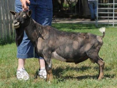 Valentino pc Buffalo Clover Buffalo Clover Valentino ++B+S EEE 91 pc: Buffalo Clover