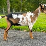 Biscotti 08-24 pc Grace Hill Farm Biscotti 08-24 pc Grace Hill Farm