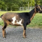 Goats@Grace Hill M Silvermist Goats@Grace Hill M Silvermist