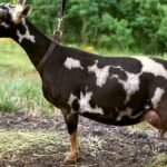 SG Better Wayz Funshine Carabear 3*M VEEE91 SG Better Wayz Funshine Carabear 3*M VEEE91 pc: Better Wayz