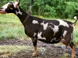 SG Better Wayz Funshine Carabear 3*M VEEE91 SG Better Wayz Funshine Carabear 3*M VEEE91 pc: Better Wayz