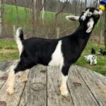 GOATS@GRACE HILL S LUX BONTERI GOATS@GRACE HILL S LUX BONTERI