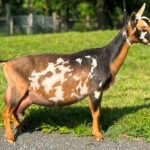 Foxglove 4Y4F 06-25 pc Grace Hill Farm Foxglove 4Y4F 06-25 pc Grace Hill Farm