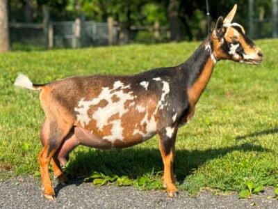 Foxglove 4Y4F 06-25 pc Grace Hill Farm Foxglove 4Y4F 06-25 pc Grace Hill Farm