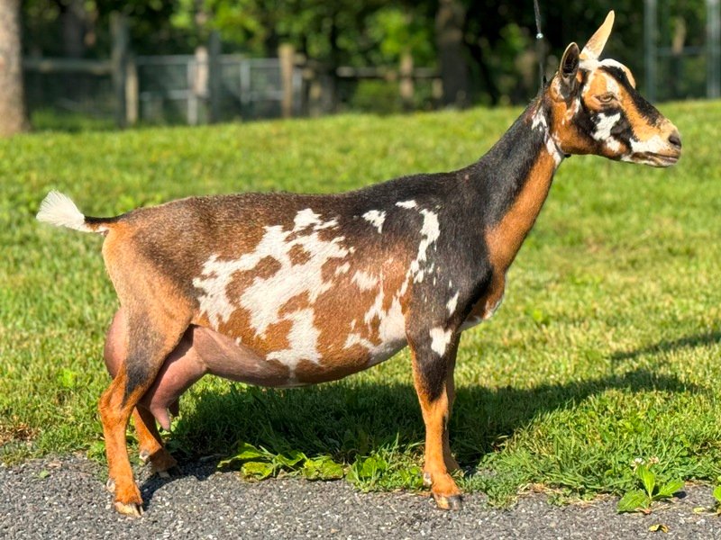 Foxglove 4Y4F 06-25 pc Grace Hill Farm Foxglove 4Y4F 06-25 pc Grace Hill Farm