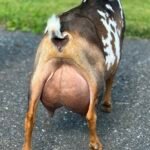 Foxglove 4Y4F 06-25 pc Grace Hill Farm Foxglove 4Y4F 06-25 pc Grace Hill Farm