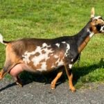 Foxglove 4Y4F 06-25 pc Grace Hill Farm Foxglove 4Y4F 06-25 pc Grace Hill Farm