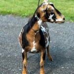 Foxglove 4Y4F 06-25 pc Grace Hill Farm Foxglove 4Y4F 06-25 pc Grace Hill Farm