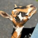 Foxglove 4Y4F 06-25 pc Grace Hill Farm Foxglove 4Y4F 06-25 pc Grace Hill Farm