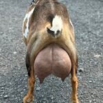 Foxglove 4Y4F 06-25 pc Grace Hill Farm Foxglove 4Y4F 06-25 pc Grace Hill Farm