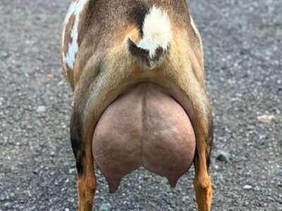 Foxglove 4Y4F 06-25 pc Grace Hill Farm Foxglove 4Y4F 06-25 pc Grace Hill Farm