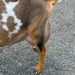 Foxglove 4Y4F 06-25 pc Grace Hill Farm Foxglove 4Y4F 06-25 pc Grace Hill Farm