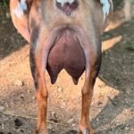 Foxglove 4Y4F 06-25 pc Grace Hill Farm Foxglove 4Y4F 06-25 Milked Out pc Grace Hill Farm