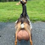 Foxglove 4Y4F 06-25 pc Grace Hill Farm Foxglove 4Y4F 06-25 pc Grace Hill Farm