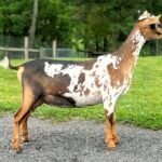 Biscotti Yearling FF 06-25 pc Grace Hill Farm Biscotti Yearling FF 06-25 pc Grace Hill Farm