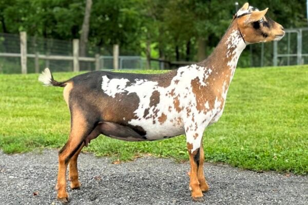 Biscotti Yearling FF 06-25 pc Grace Hill Farm Biscotti Yearling FF 06-25 pc Grace Hill Farm