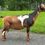 Bo-Katan 2yo FF pc Grace Hill Farm Bo-Katan 2yo FF pc Grace Hill Farm