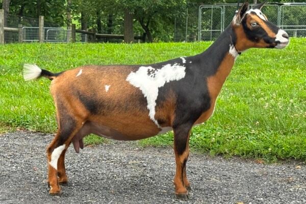 Bo-Katan 2yo FF pc Grace Hill Farm Bo-Katan 2yo FF pc Grace Hill Farm