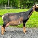 Goats@Grace Hill S His Grace (3yo2F 06-25) Goats@Grace Hill S His Grace (3yo2F 06-25)