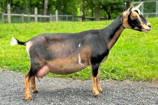 Goats@Grace Hill S His Grace (3yo2F 06-25) Goats@Grace Hill S His Grace (3yo2F 06-25)