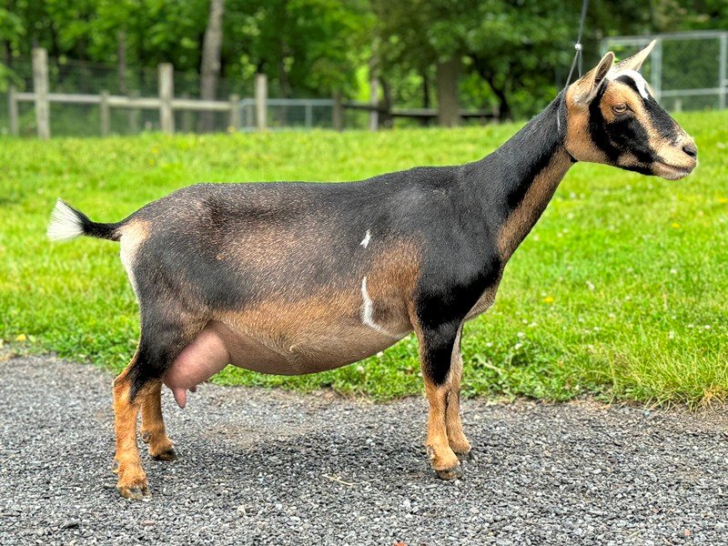 Goats@Grace Hill S His Grace (3yo2F 06-25) Goats@Grace Hill S His Grace (3yo2F 06-25)