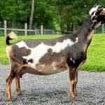 Better Wayz Kissimmee 4*M VEEE90 pc: Grace Hill Farm Better Wayz Kissimmee 4*M VEEE90 pc: Better Wayz