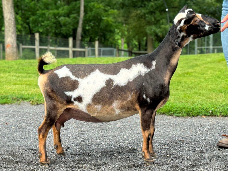 Better Wayz Kissimmee 4*M VEEE90 pc: Grace Hill Farm Better Wayz Kissimmee 4*M VEEE90 pc: Better Wayz