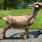 Goats@Grace Hill S Tano 06-25 pc Grace Hill Farm Goats@Grace Hill S Tano 06-25 pc Grace Hill Farm