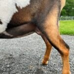 Biscotti 1 FF foreudder 06-25