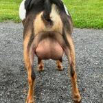 Biscotti 1 FF udder 06-25