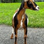 Goats@Grace Hill H Bo-Katan Goats@Grace Hill H Bo-Katan