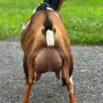 Bo FF Udder 1 07-25 Bo FF Udder 2 07-25