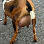 Bo FF Udder 2 07-25 Bo FF Udder 2 07-25