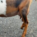 Bo FF Foreudder 2 07-25 Bo FF Foreudder 2 07-25