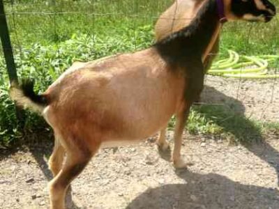 SG Ruckus Ridge Carabelle 1*M pc Better Wayz SG Ruckus Ridge Carabelle 1*M