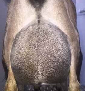 SG Ruckus Ridge Carabelle 1*M pc Better Wayz SG Ruckus Ridge Carabelle 1*M