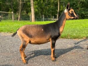 Goats@Grace Hill V Chari Goats@Grace Hill V Chari