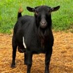 Better Wayz BH Marocchino Better Wayz BH Marocchino