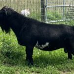 Better Wayz BH Marocchino Better Wayz BH Marocchino