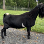 Better Wayz BH Marocchino*B 08-25 pc Grace Hill Farm Better Wayz BH Marocchino *B