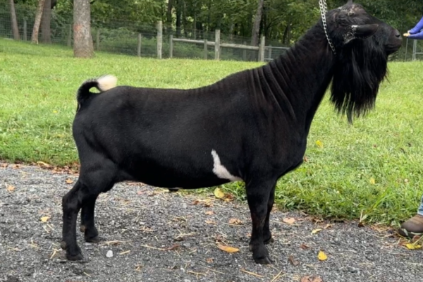 Better Wayz BH Marocchino*B 08-25 pc Grace Hill Farm Better Wayz BH Marocchino *B