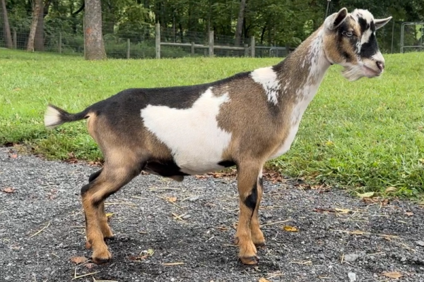 Goats@Grace Hill S Churro 08-25 pc Grace Hill Farm Goats@Grace Hill S Churro