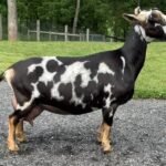 SG Better Wayz Funshine Carabear 3*M VEEE91 06-25 SG Better Wayz Funshine Carabear 3*M VEEE91