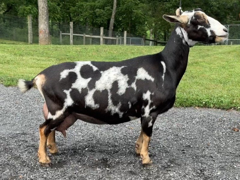 SG Better Wayz Funshine Carabear 3*M VEEE91 06-25 SG Better Wayz Funshine Carabear 3*M VEEE91